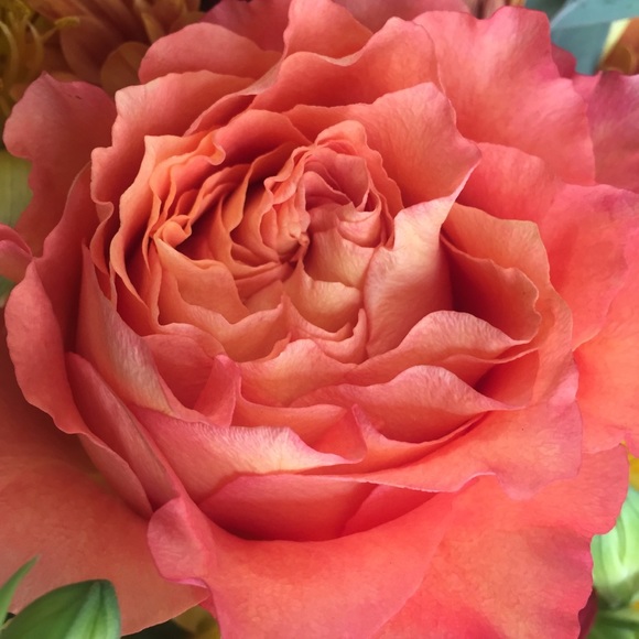 MEET THE POSHER- Jess - Picture 4 of 5